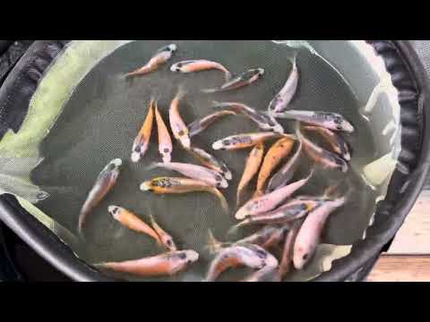 2-3 inch koi (Selected Mix) (Shusui Spawning Only)