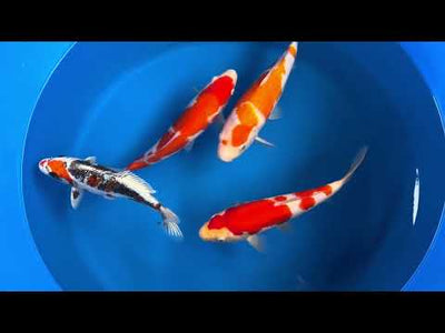 25cm Beni Kikokuryu (Byer Koi Farm) REF - SE68