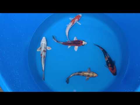 15-20cm Koi Bundle (Byer Koi Farm) REF - D049