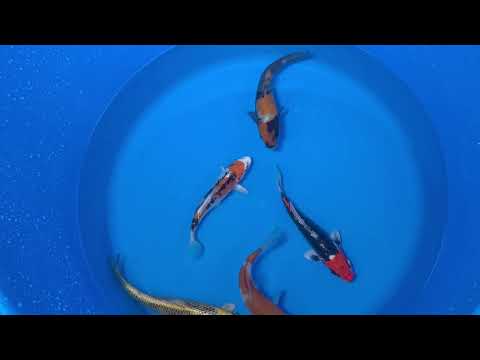 15-20cm Koi Bundle (Byer Koi Farm) REF - D044