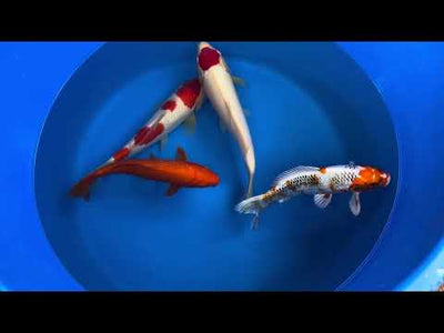 28cm Kin Showa (Byer Koi Farm) REF - SE30