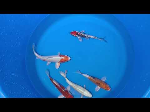 15-20cm Koi Bundle (Byer Koi Farm) REF - D048