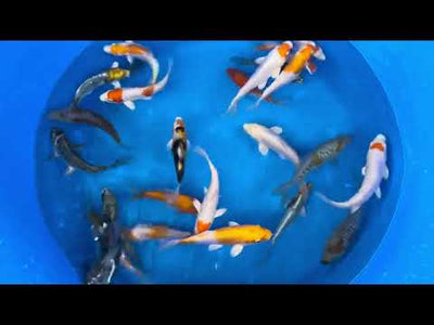 5-6 inch koi - (Selected Mix)