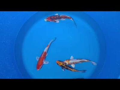 15-20cm Koi Bundle (Byer Koi Farm) REF - D045