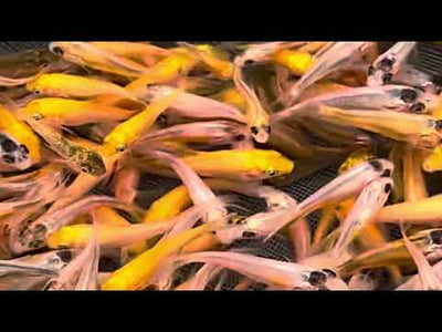 6-8 week old koi fry (Round 2 , 2024) Delivery Friday 4th October, or after