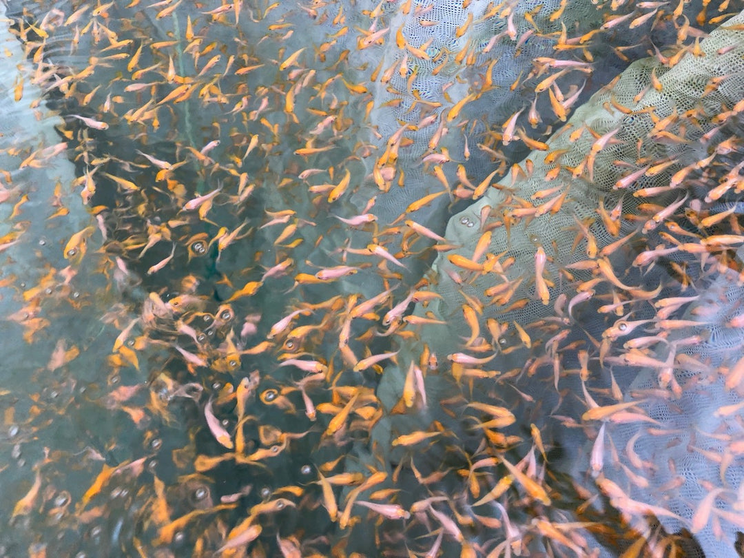 Koi Fry For Sale at Adam Byer Koi Farm UK