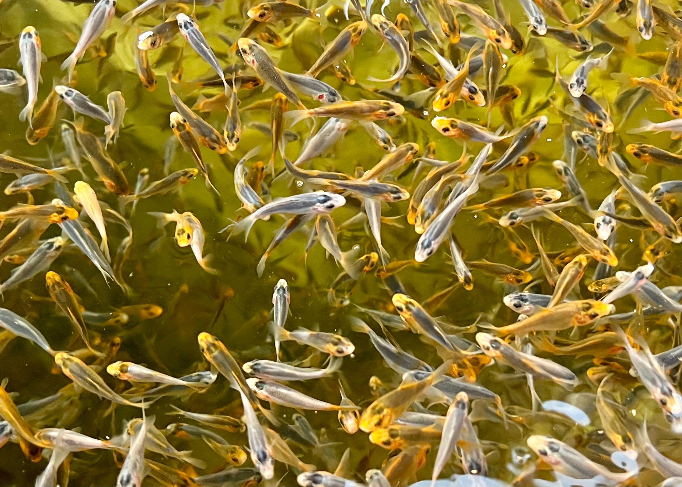 6-8 week old Koi Fry (Asagi/Chagoi) – Byer Koi Farm